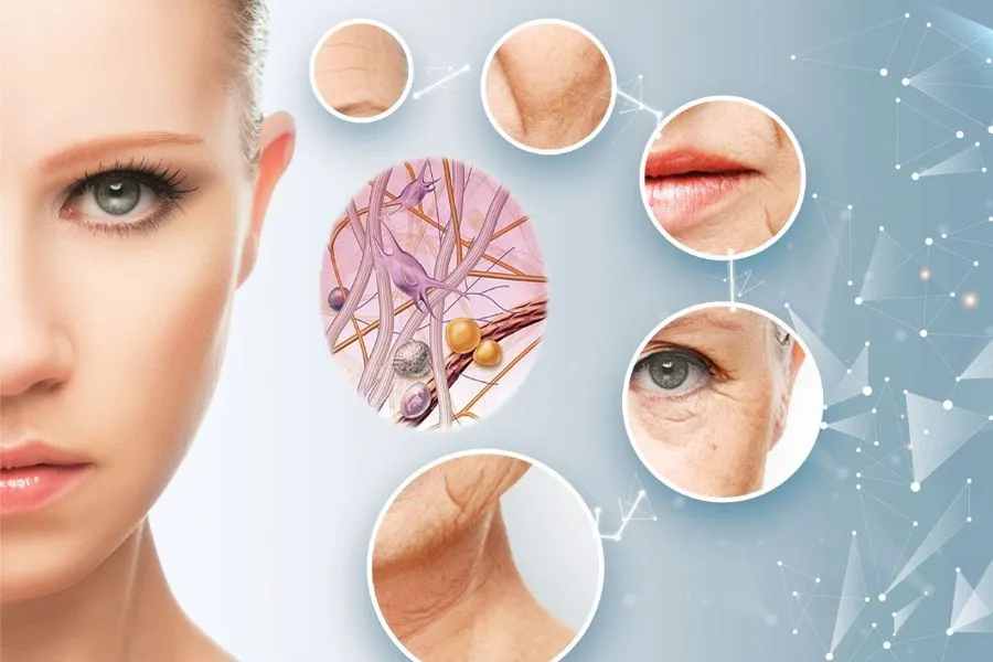 Cellular Reprogramming: A New Breakthrough in the Anti-Aging Race